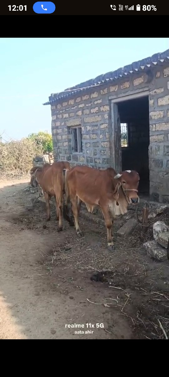 ગોઢલા વેસવા ના છે