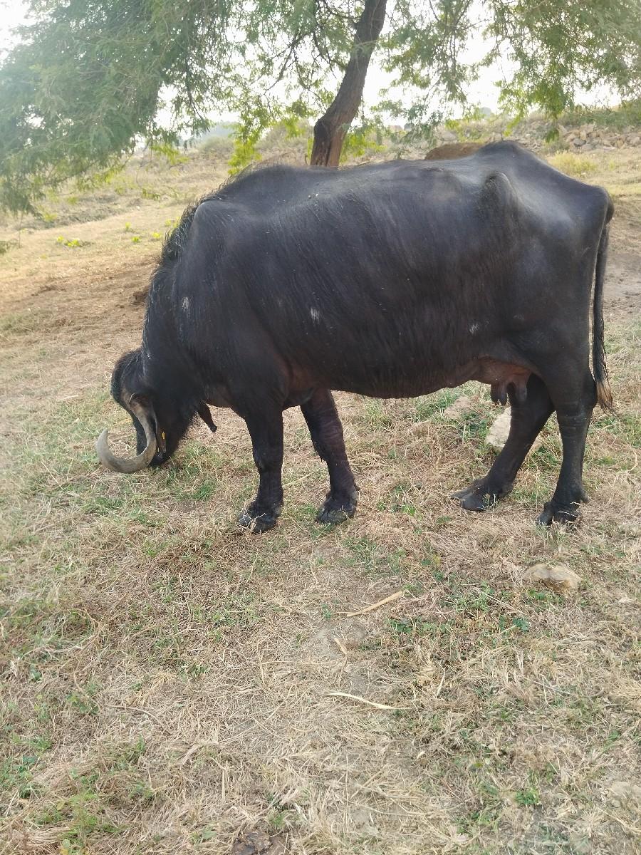 4 વેતર  મા છે  3 5 લીટર દુધ છે,