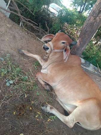 થંબનેલ 3