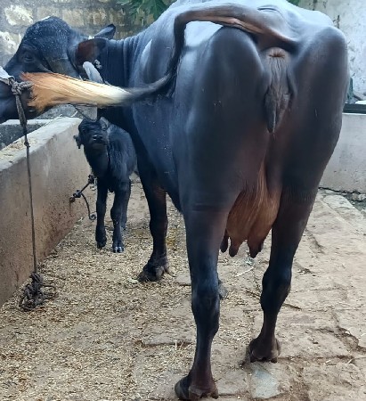 ખડૅલી ભૅચ વૅચવાની છે.