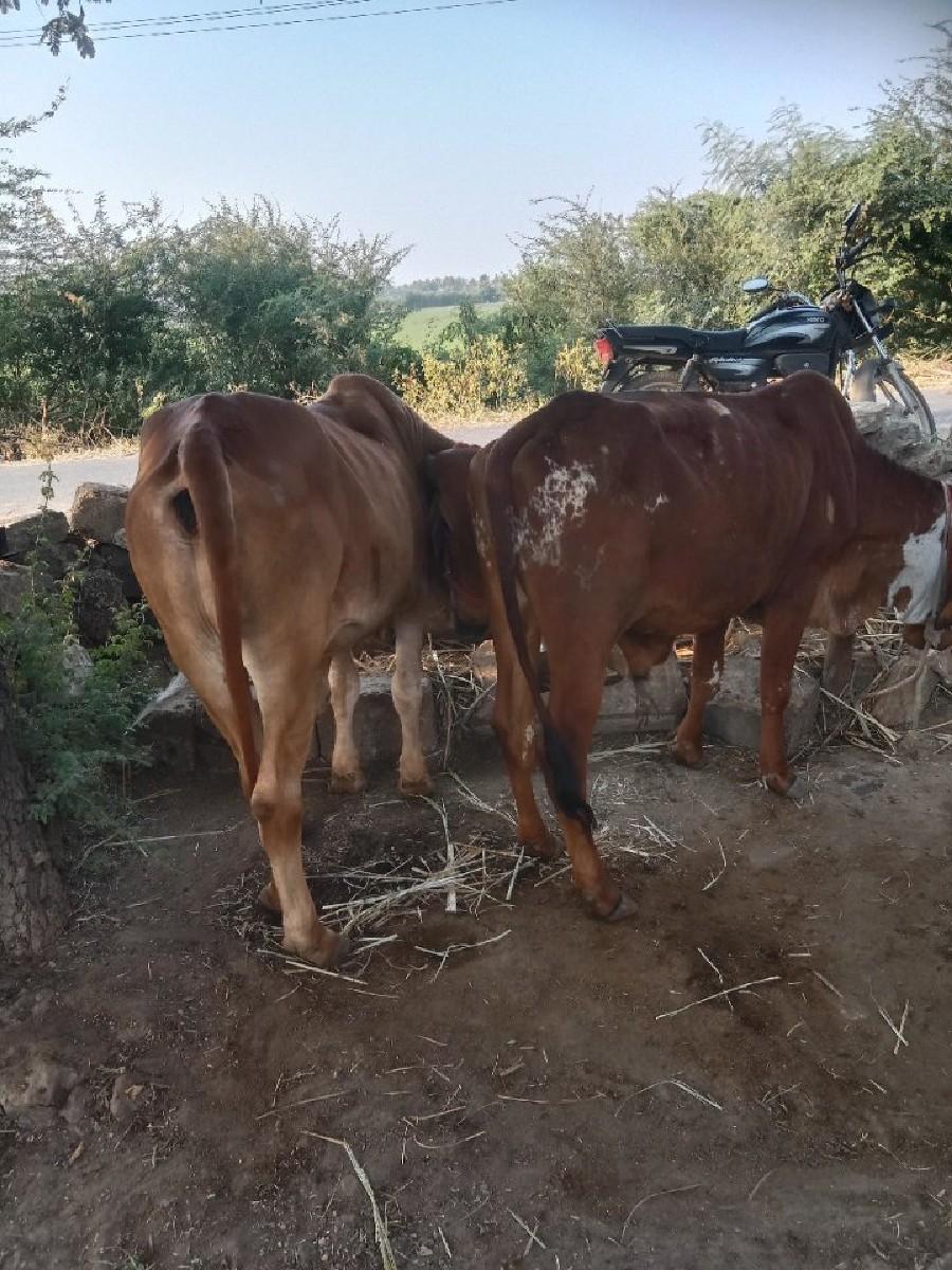 थंबनेल 2