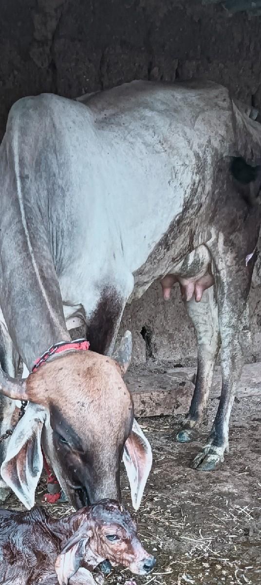 થંબનેલ 2