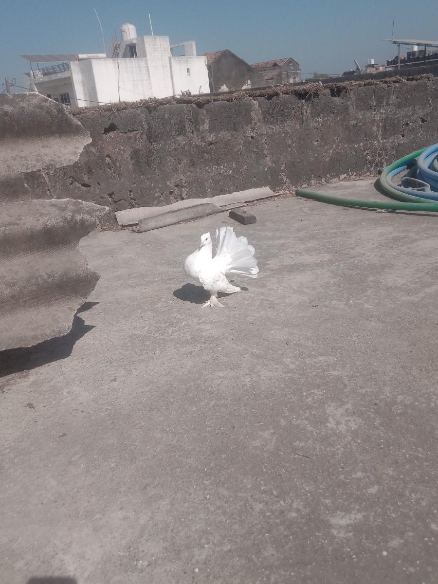 વેચવાનો હોય