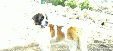 St Bernard dog meeting mate