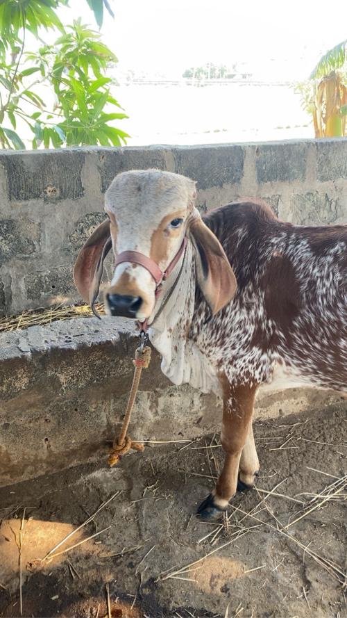 થંબનેલ 2