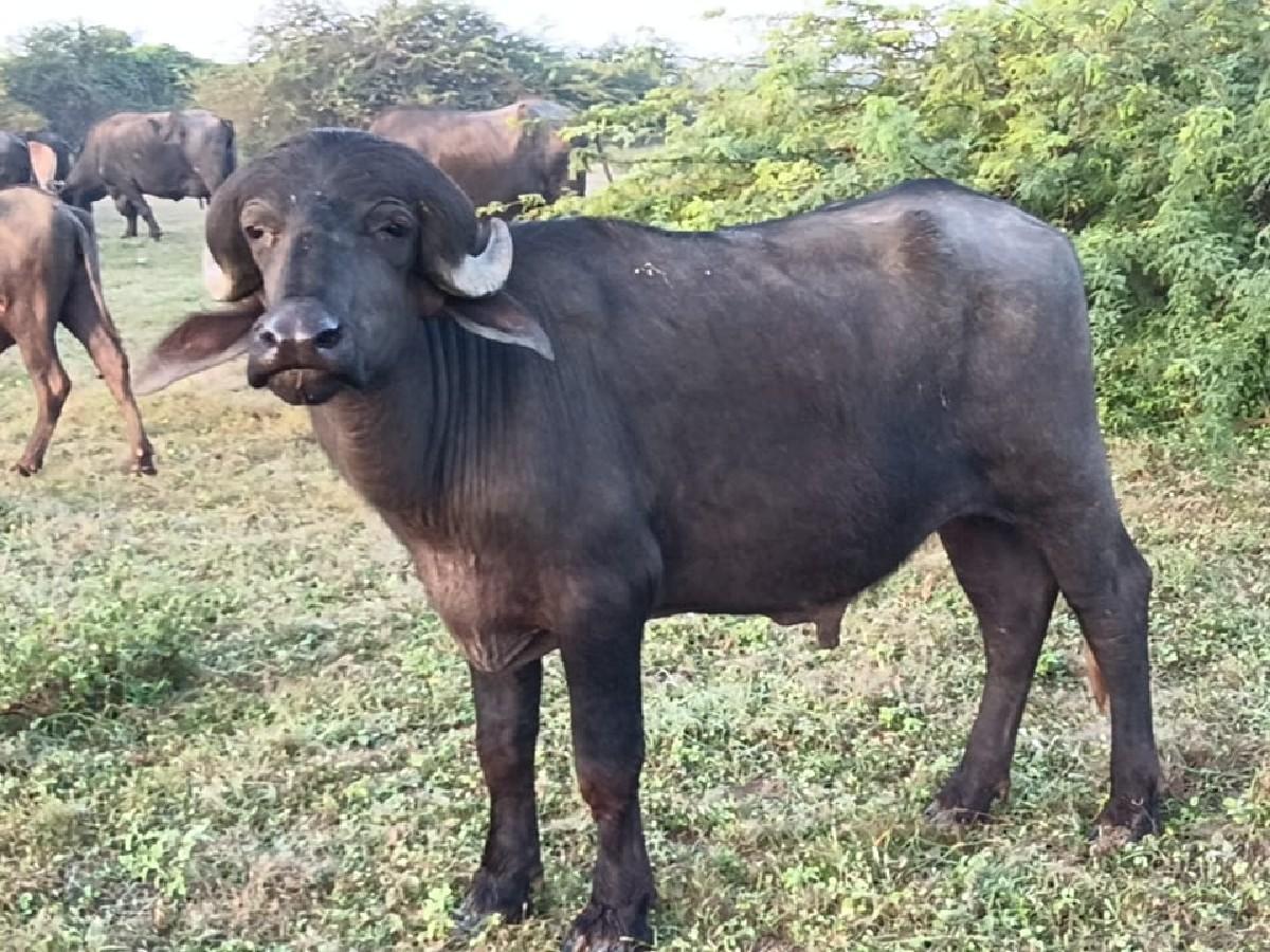 વેચવાનો છે