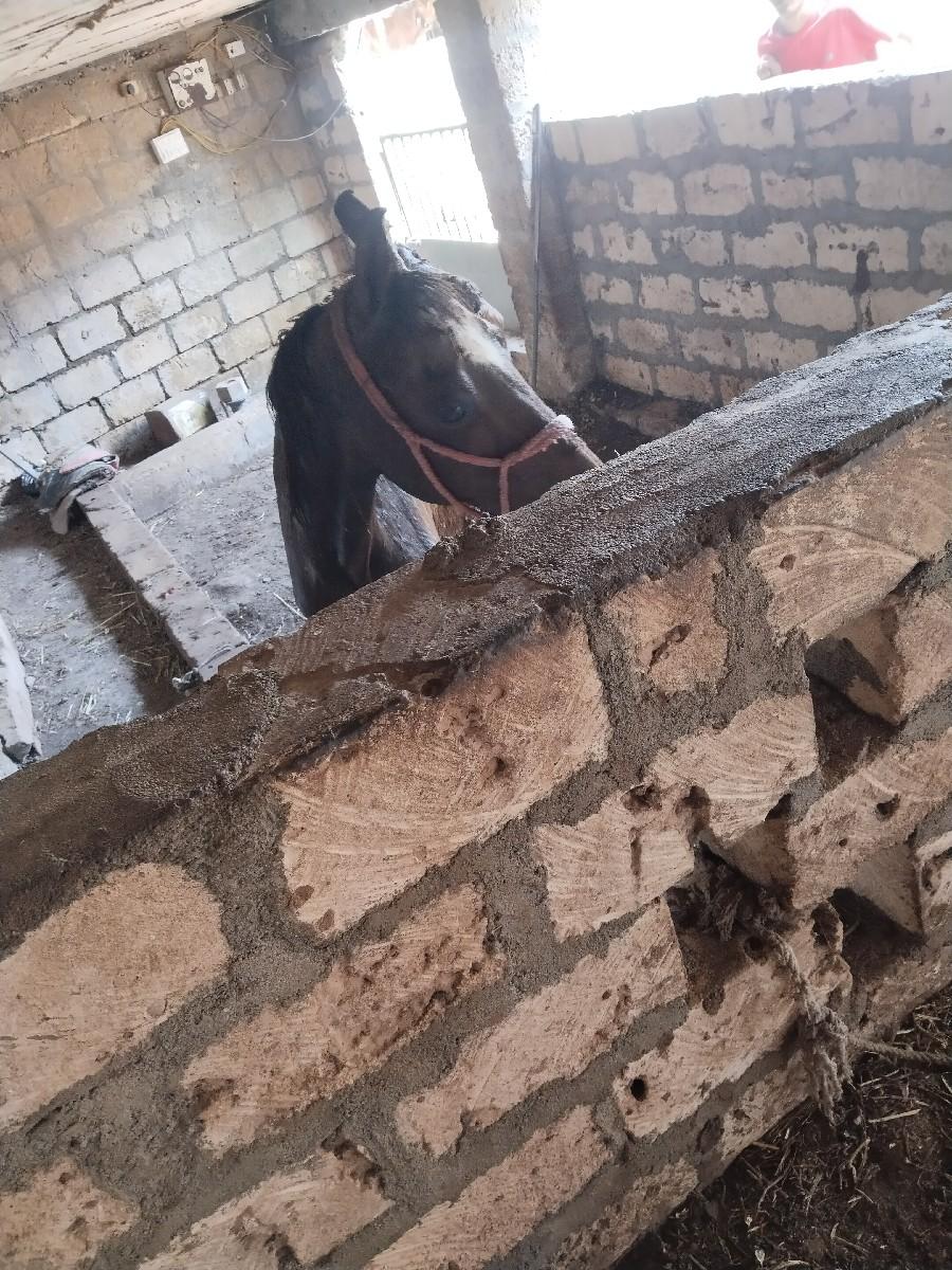 ઘોડી વેચવાની છે