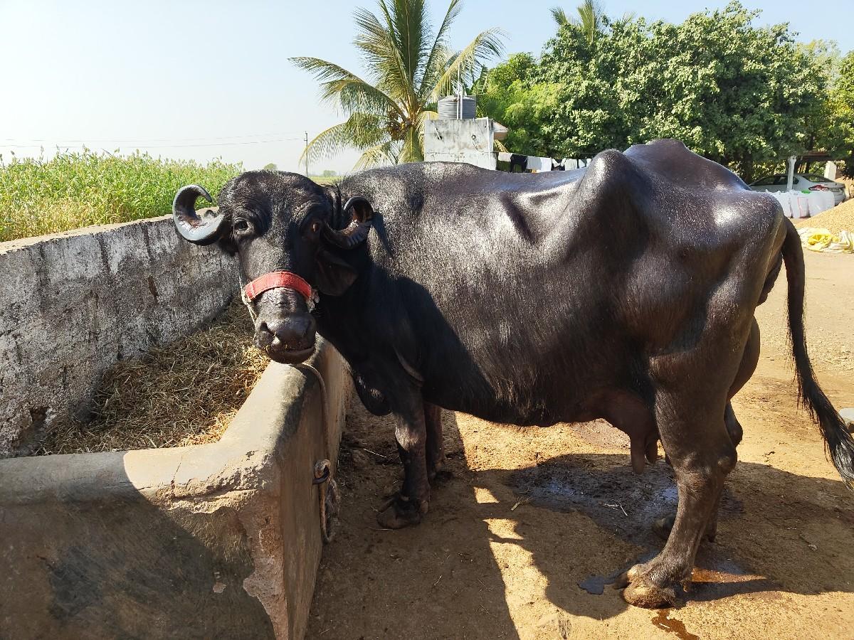 થંબનેલ 2