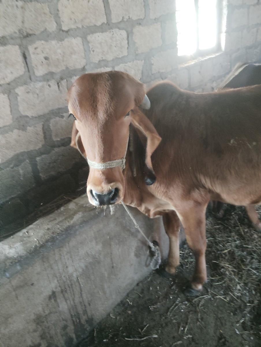 થંબનેલ 2