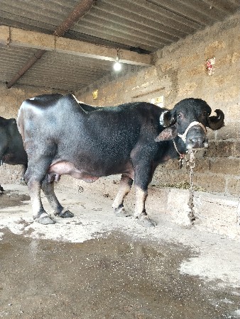 ભેંસ વેચવાની છે