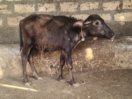 થંબનેલ 3