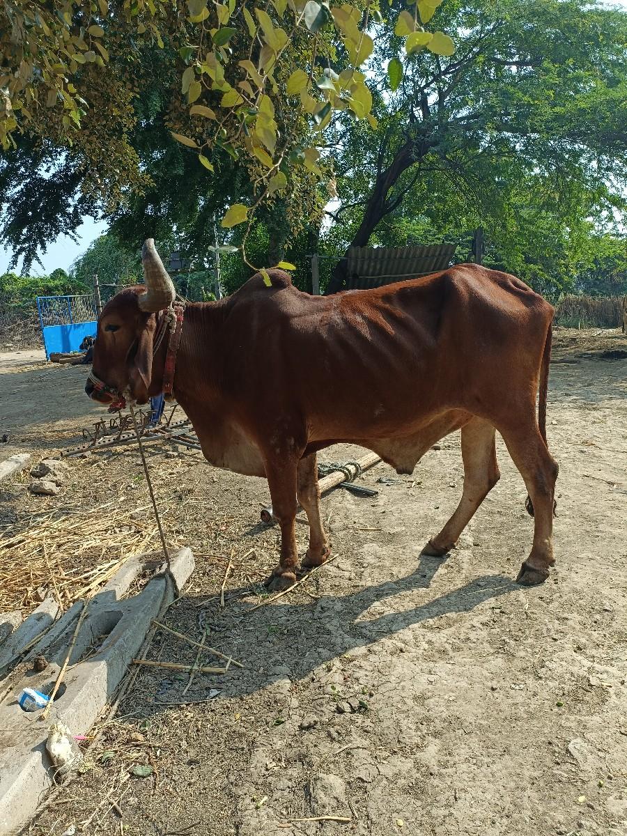 थंबनेल 3