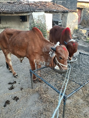 થંબનેલ 2