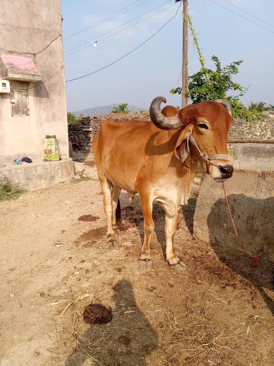 બળદ વેચવાનો છે