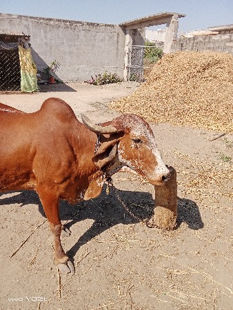 થંબનેલ 2