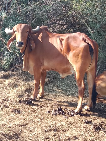 આ બે ગાયુના છાંટામાં ખડેલી લેવાની છ