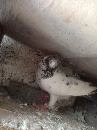 થંબનેલ 2