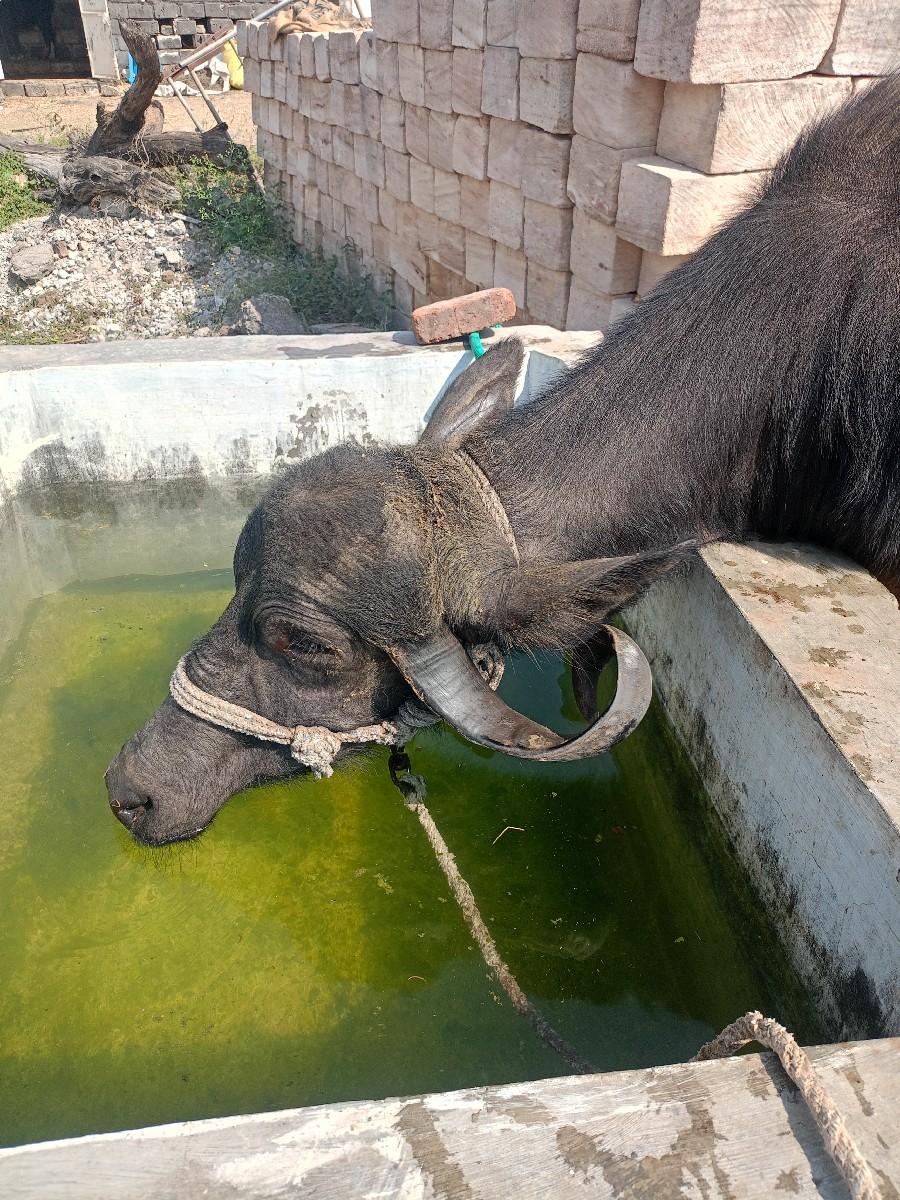 थंबनेल 2