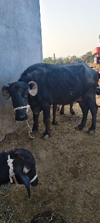 થંબનેલ 2