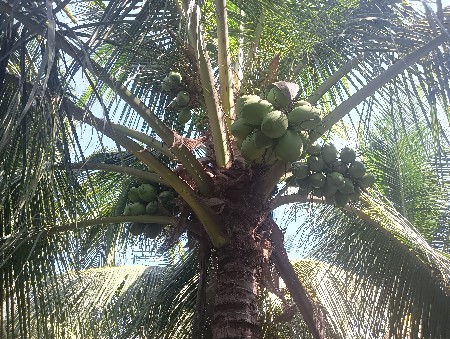 થંબનેલ 2