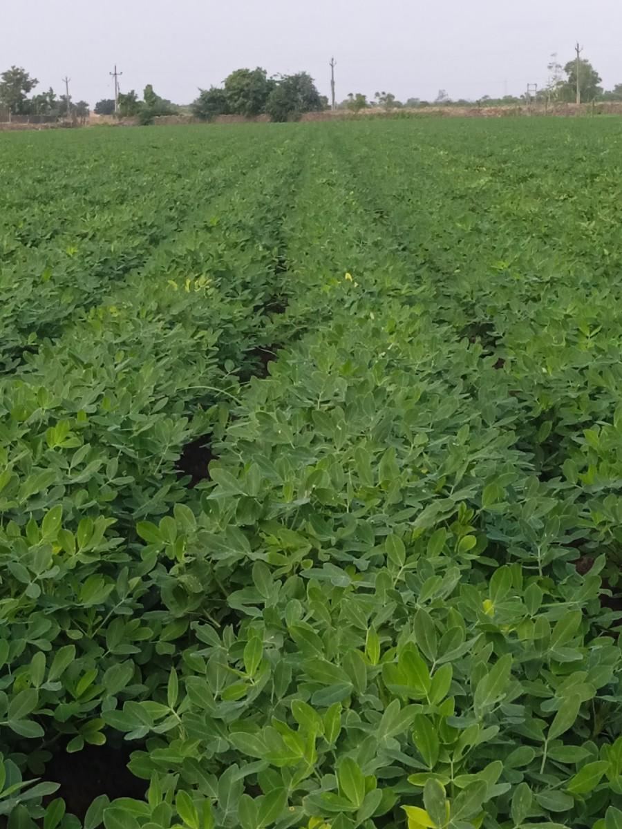 જમીન વેચવાની છે