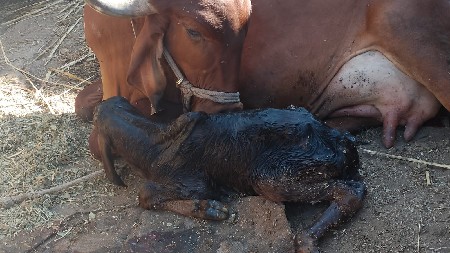 ગીર ગાય વેચવાની છે