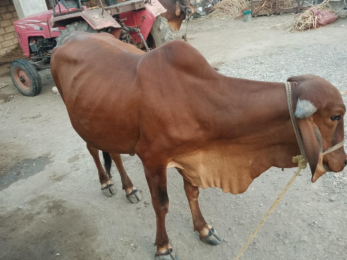 थंबनेल 3