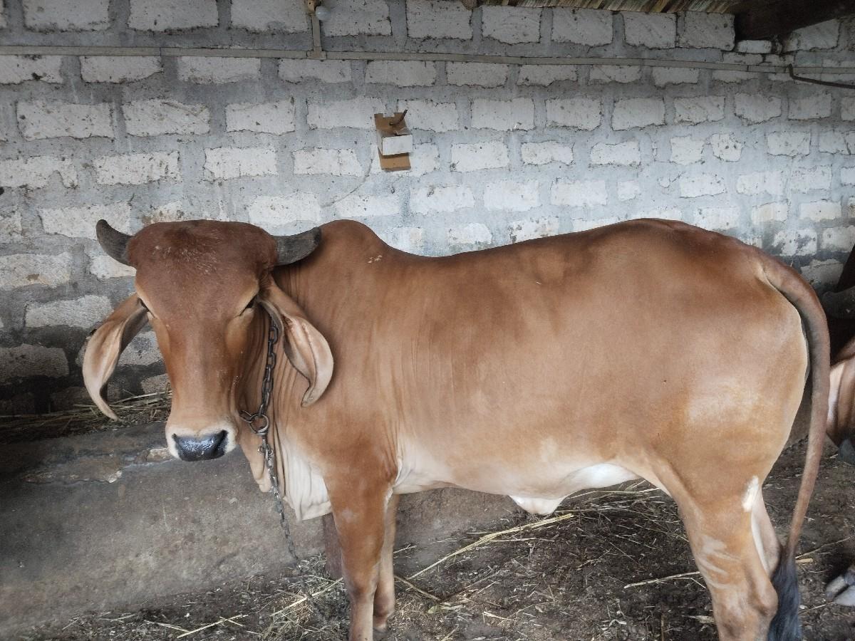 थंबनेल 2