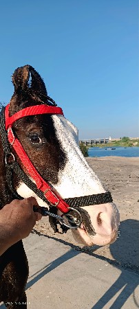 વેચવાનું