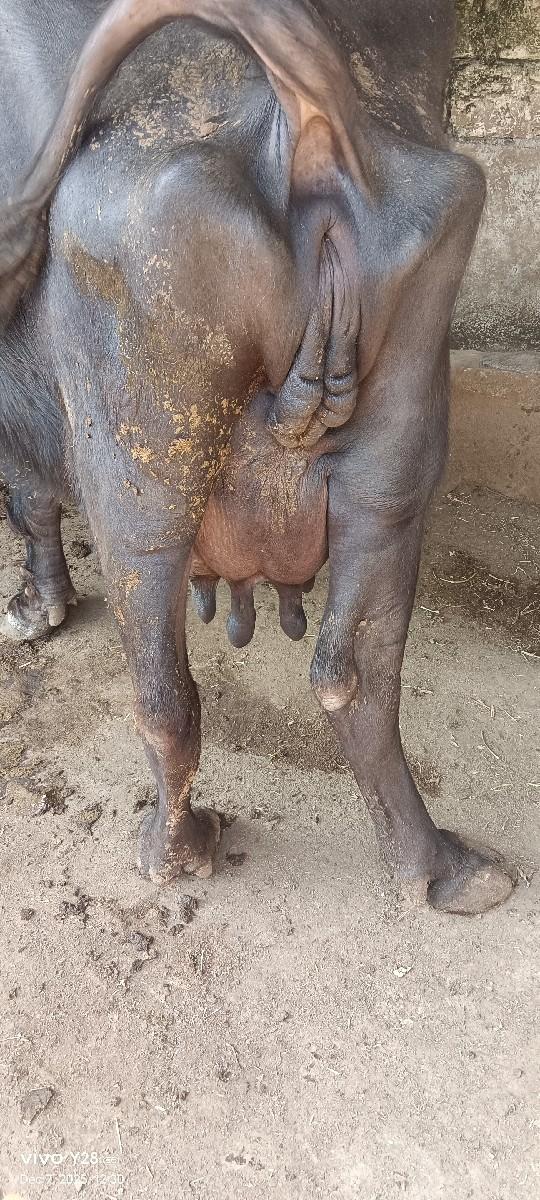 थंबनेल 3