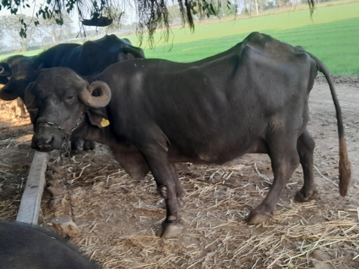 थंबनेल 3