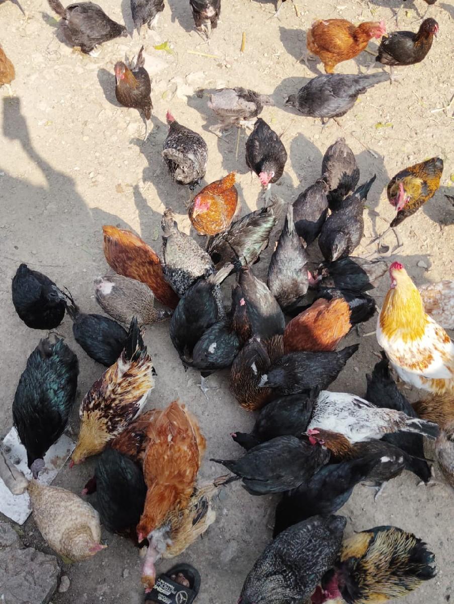 थंबनेल 3