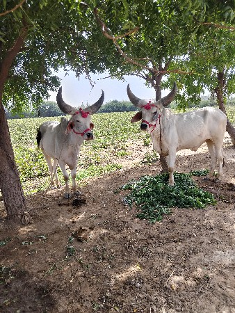 थंबनेल 2