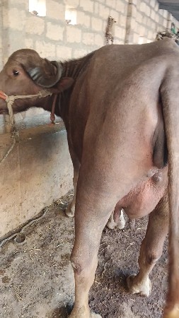 ભુરી ભેંસ વેચવાની છે