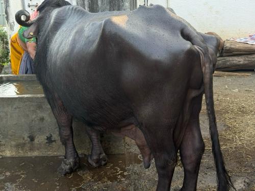 थंबनेल 3