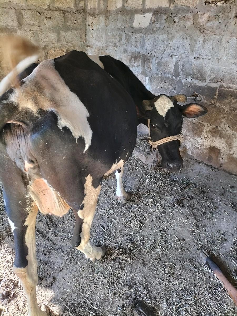 થંબનેલ 2