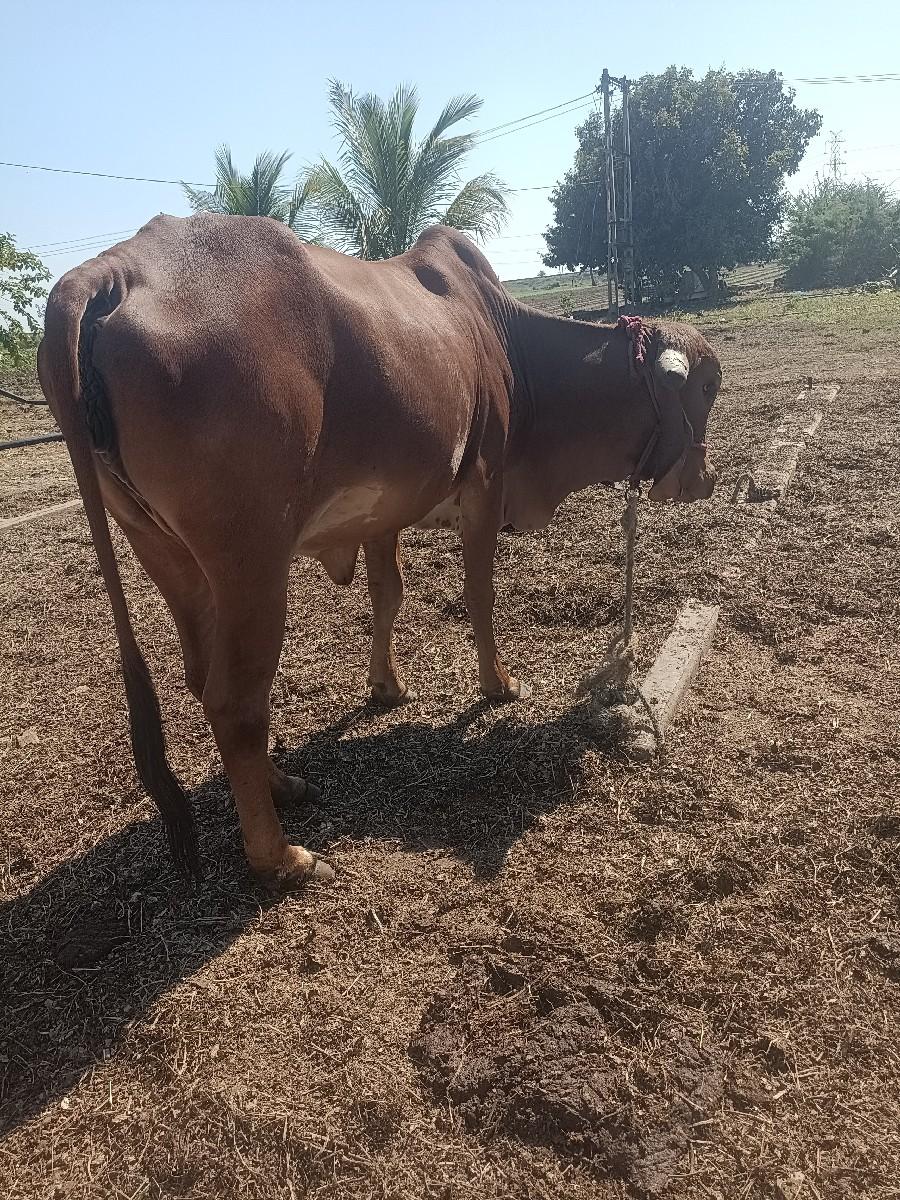 थंबनेल 3