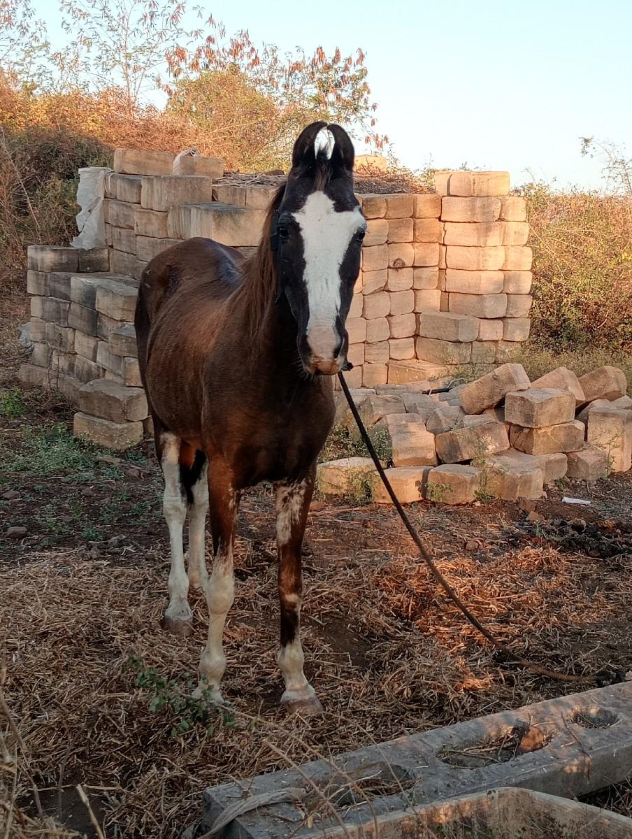 થંબનેલ 3