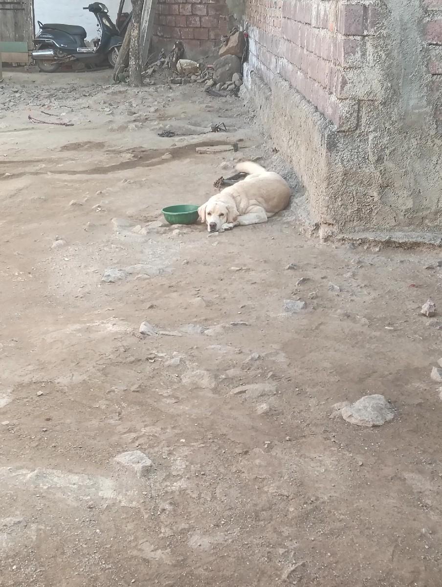 આ ડોગ વેચવા માટે છે