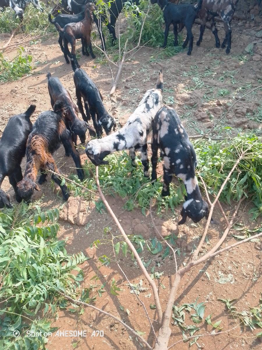 थंबनेल 3