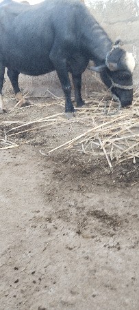 ભેસ વેચાવ સે