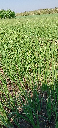 Dungri no rop vesvano se