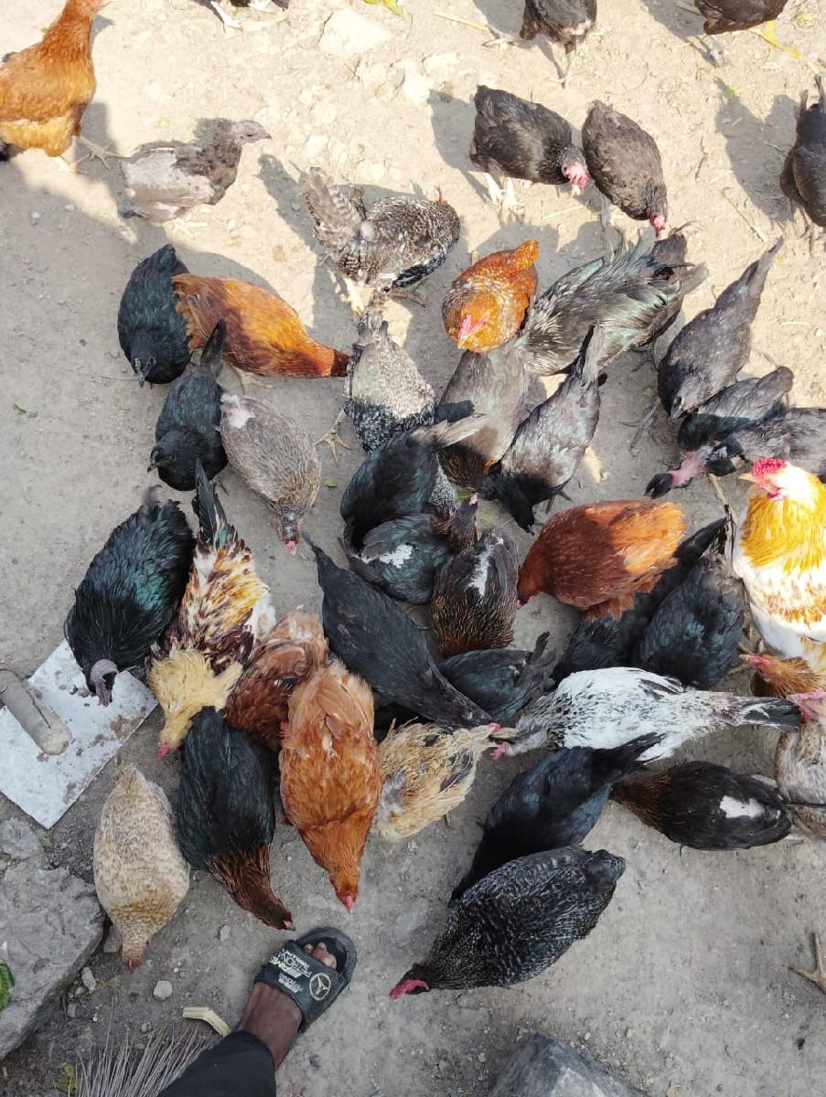 Desi murga murgi Devana se