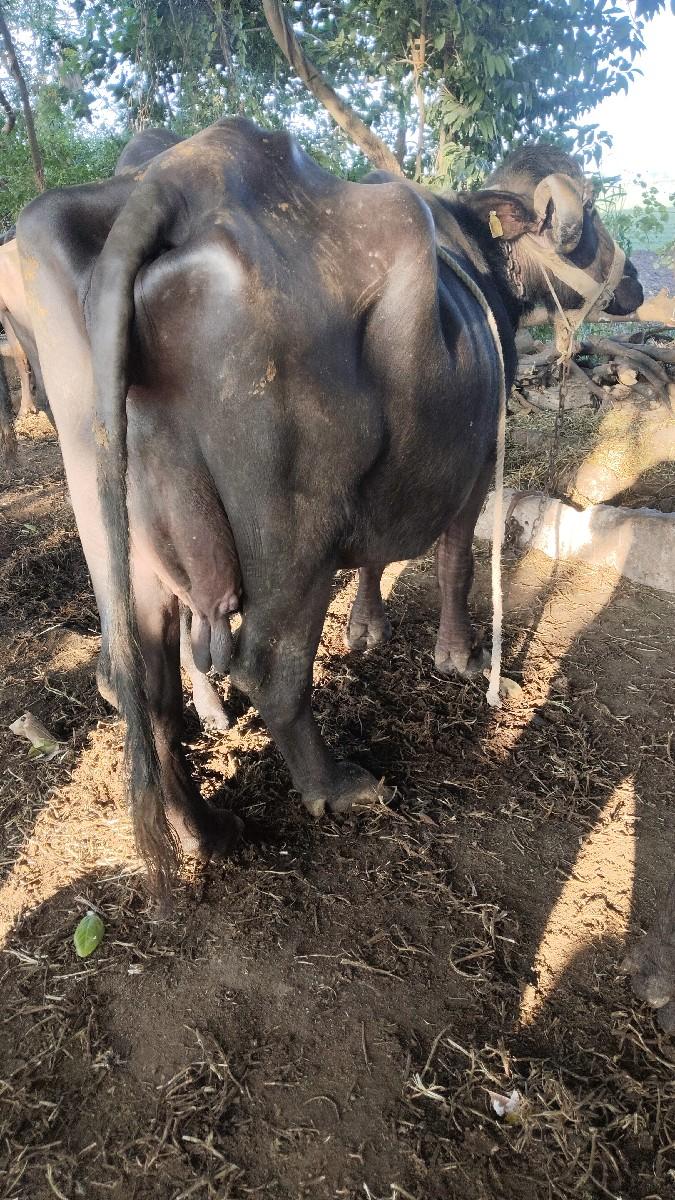 थंबनेल 2