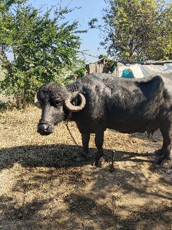 थंबनेल 2