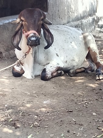 ગીર ગાય વેચવાની છે