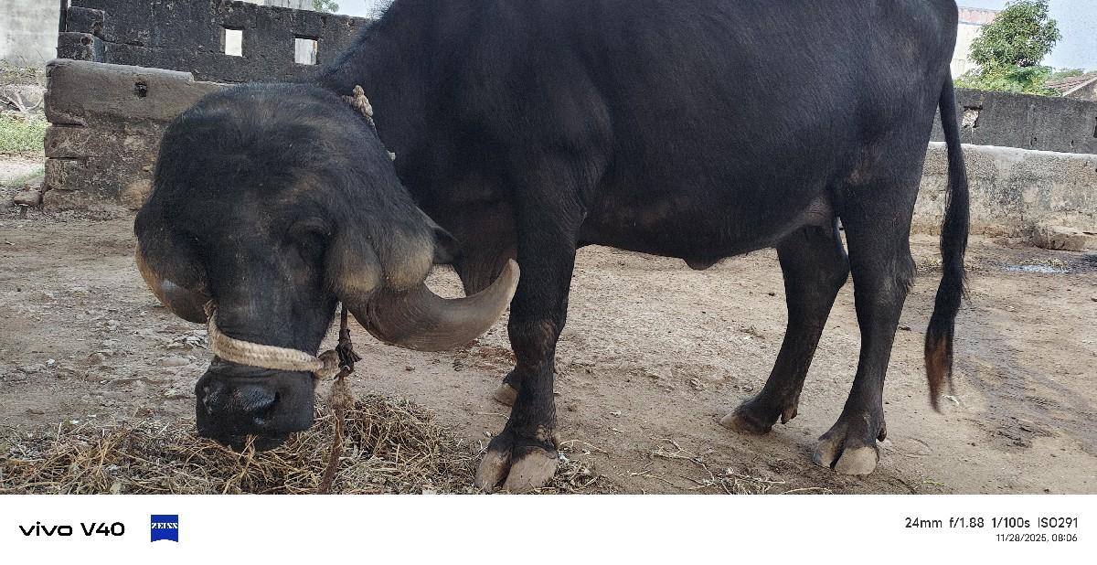 વેચવાની છે