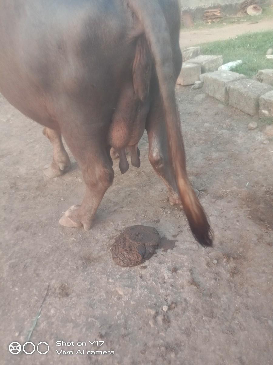 ભેંસ વેચવાની છે