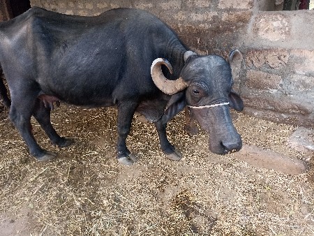 થંબનેલ 2