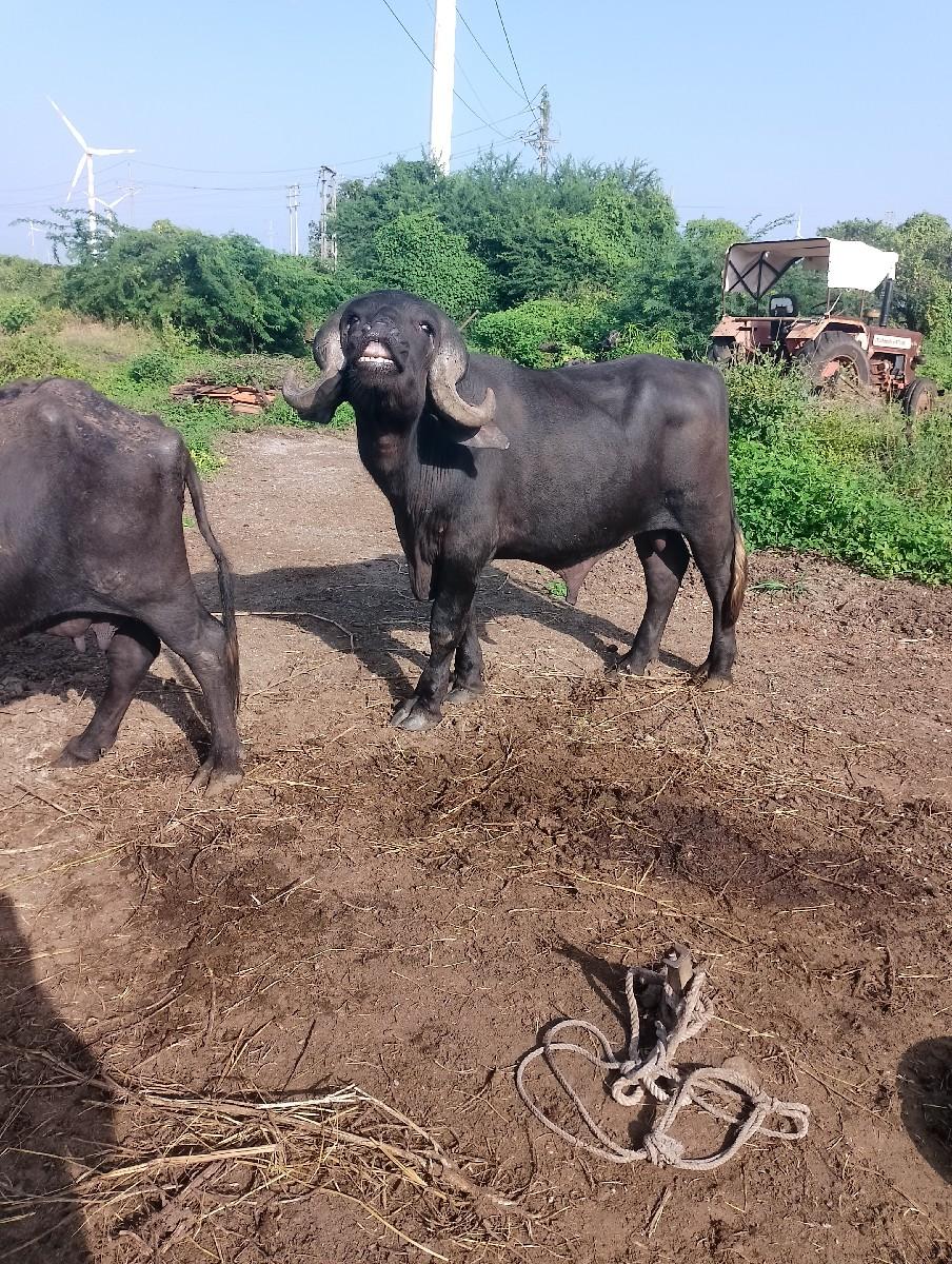 थंबनेल 2